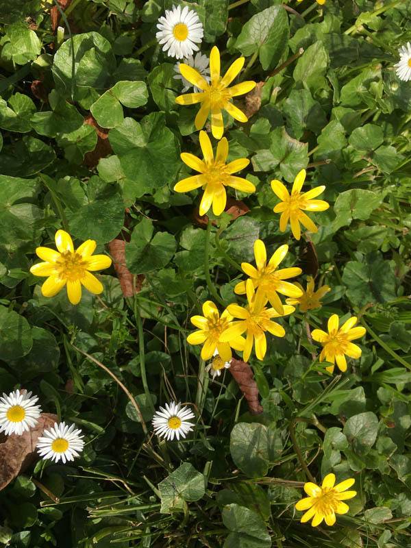 Ficaria verna
